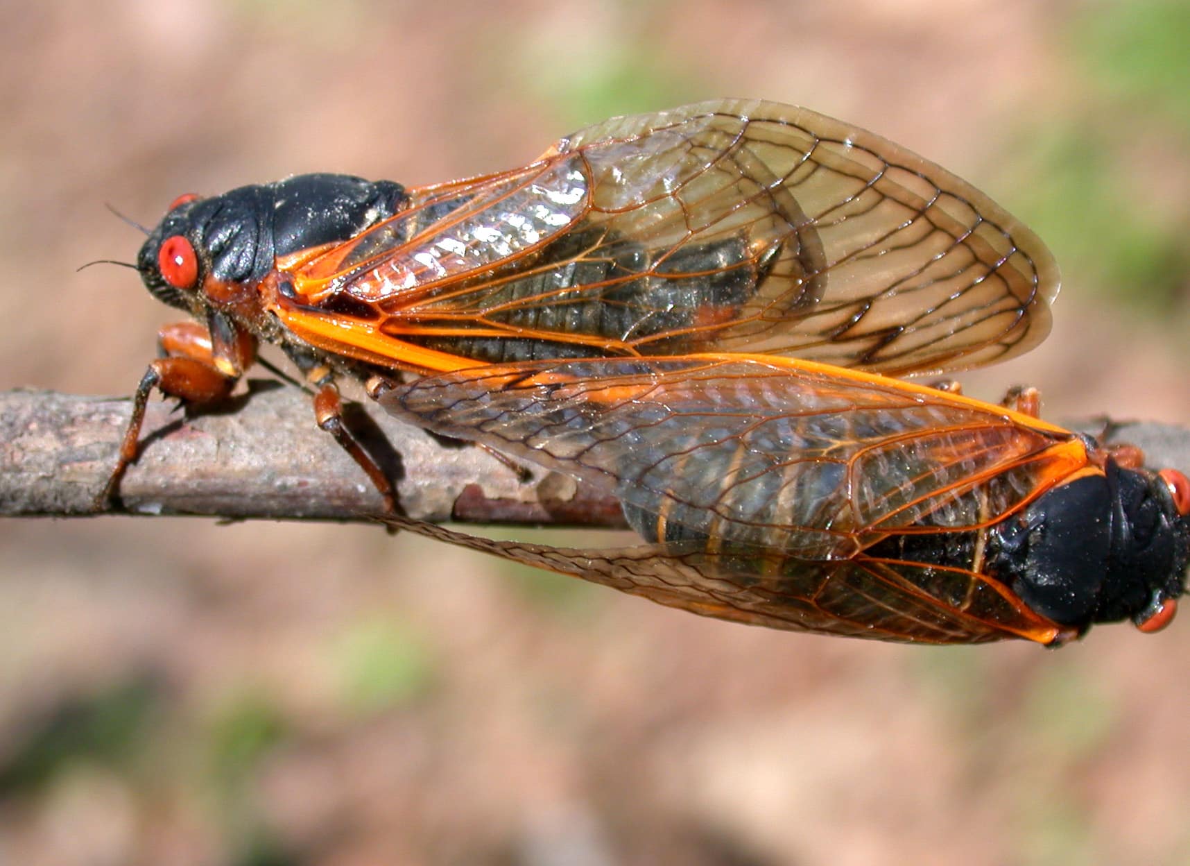 17Year Cicadas to Emerge in May 2021 Modern Pest