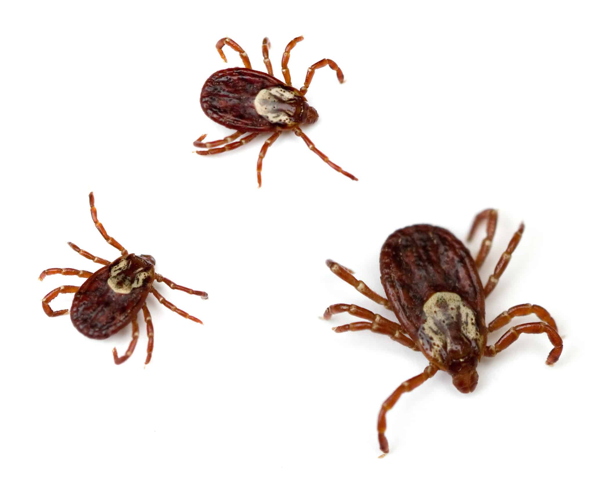 can ticks cause vomiting in dogs