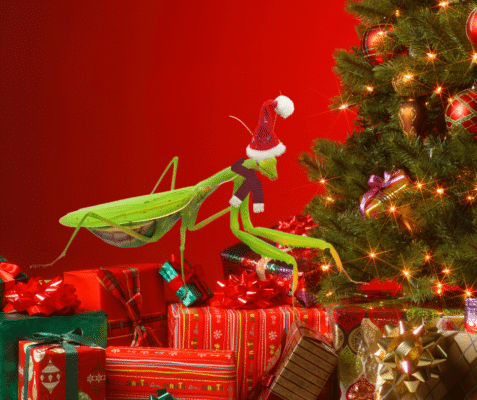 Are There Bugs in Your Christmas Tree? 