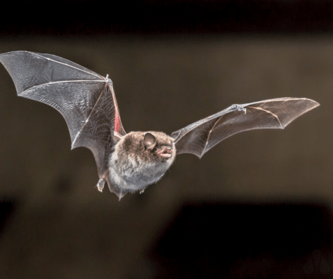 Keep Your Home Bat-Free: The Ultimate Guide to Timing Your Exclusion