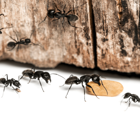 Carpenter Ants in Winter? Understanding Why You’re Seeing Them and What to Do