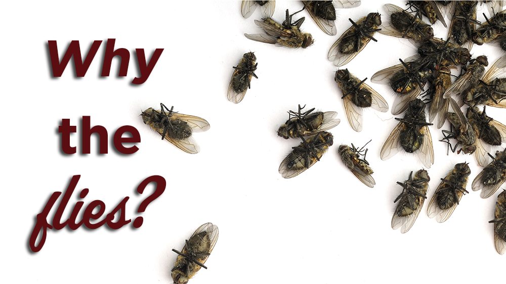 Cluster Fly Infestation - Dead Flies in House