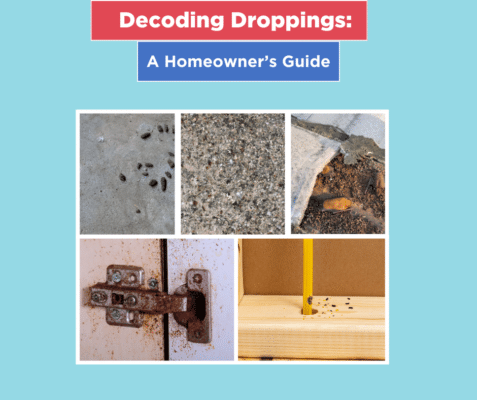 Decoding Animal Droppings: A Homeowner’s Guide