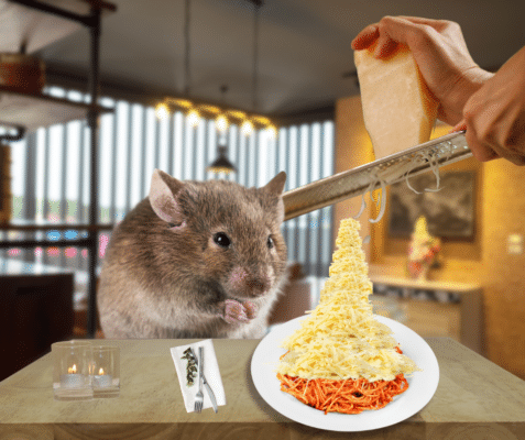 Beyond Cheese: The Real Mouse Bait That Works – Debunking Myths and Effective Options