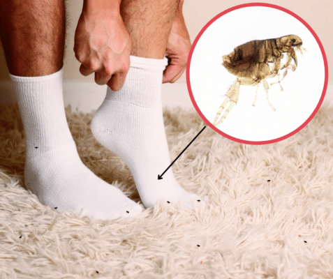 Finding Fleas: How to Recognize The Signs of a Flea Infestation 