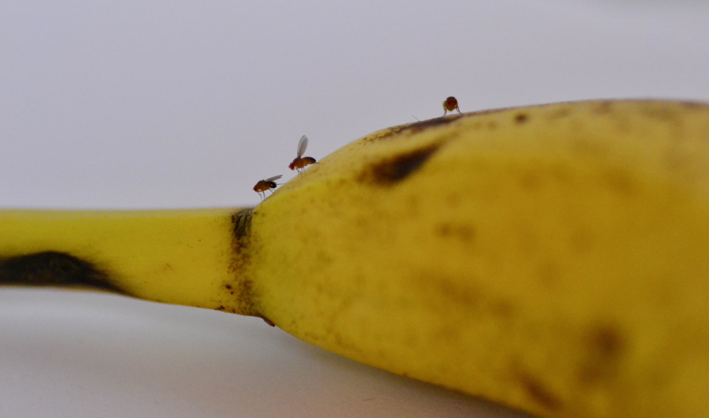 How to Get Rid of Fruit Flies - 