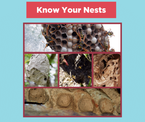 Know Your Nests: Identifying Wasp Nests Around Your Home 