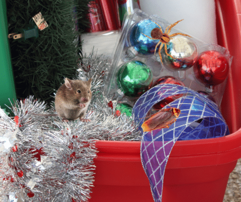 How to Keep Pests Out of Holiday Decorations