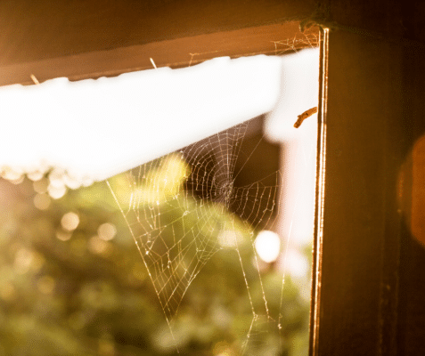 Signs of Spiders: How to Know if Spiders Are Nesting In Your Home 