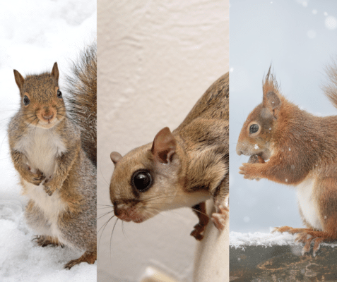 Squirrel-Proof Your Home: A Guide to Identifying and Preventing Squirrel Infestations 