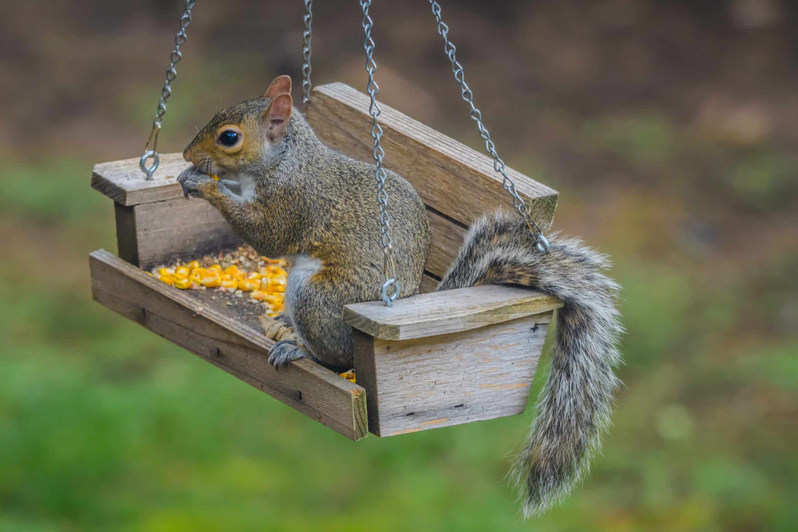 How To Get Rid Of Squirrels  Do-It-Yourself Pest Control