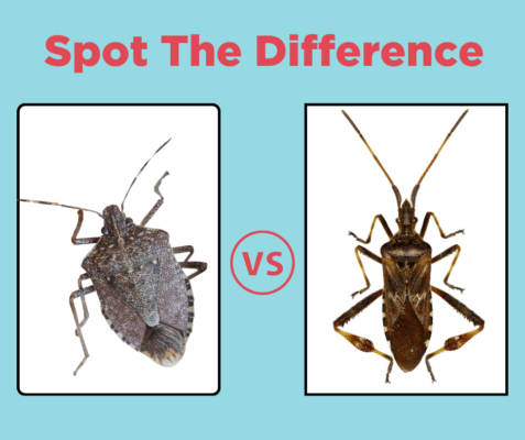 Autumn Invaders: Are Those Stink Bugs or Western Conifer Seed Bugs?