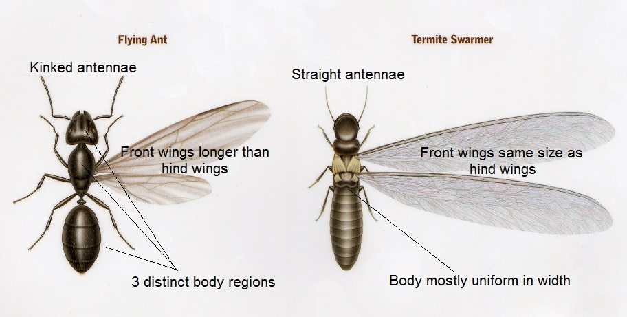 Termite vs. Ant