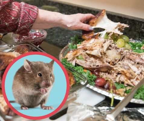 Feast Today, Pests Tomorrow? How to Keep Your Thanksgiving Leftovers from Attracting Unwanted Guests 