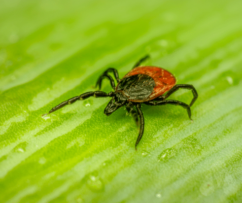 Tick Trouble in New England: Your Ultimate Guide to a Bite-Free Summer.