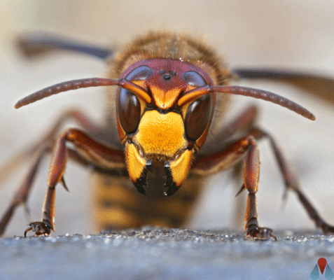 Managing Wasps, Bees, and Hornets Around Your Home