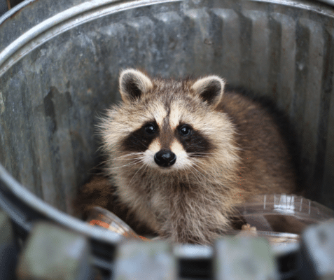 How To Keep Wildlife Out of Your Trash 