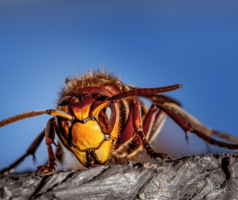 Swarm Smarts: What To Do If You’re Being Chased By Wasps 