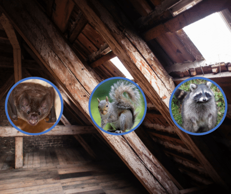 Fall Invaders: How to Keep Your Attic Critter-Free 