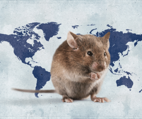 How The House Mouse Took Over The World