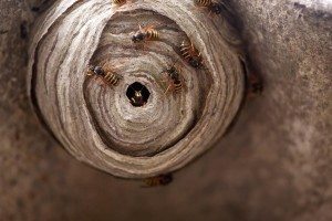 Wasps have built a nest in my porch. Can I leave the nest alone or do I  have to remove it? - Quora