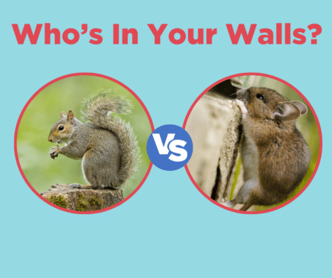 Rodent Rascals: How To Determine If Mice or Squirrels Have Invaded Your Home 