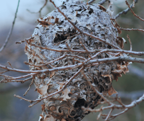 Where Do Wasps Go When It’s Cold Out?