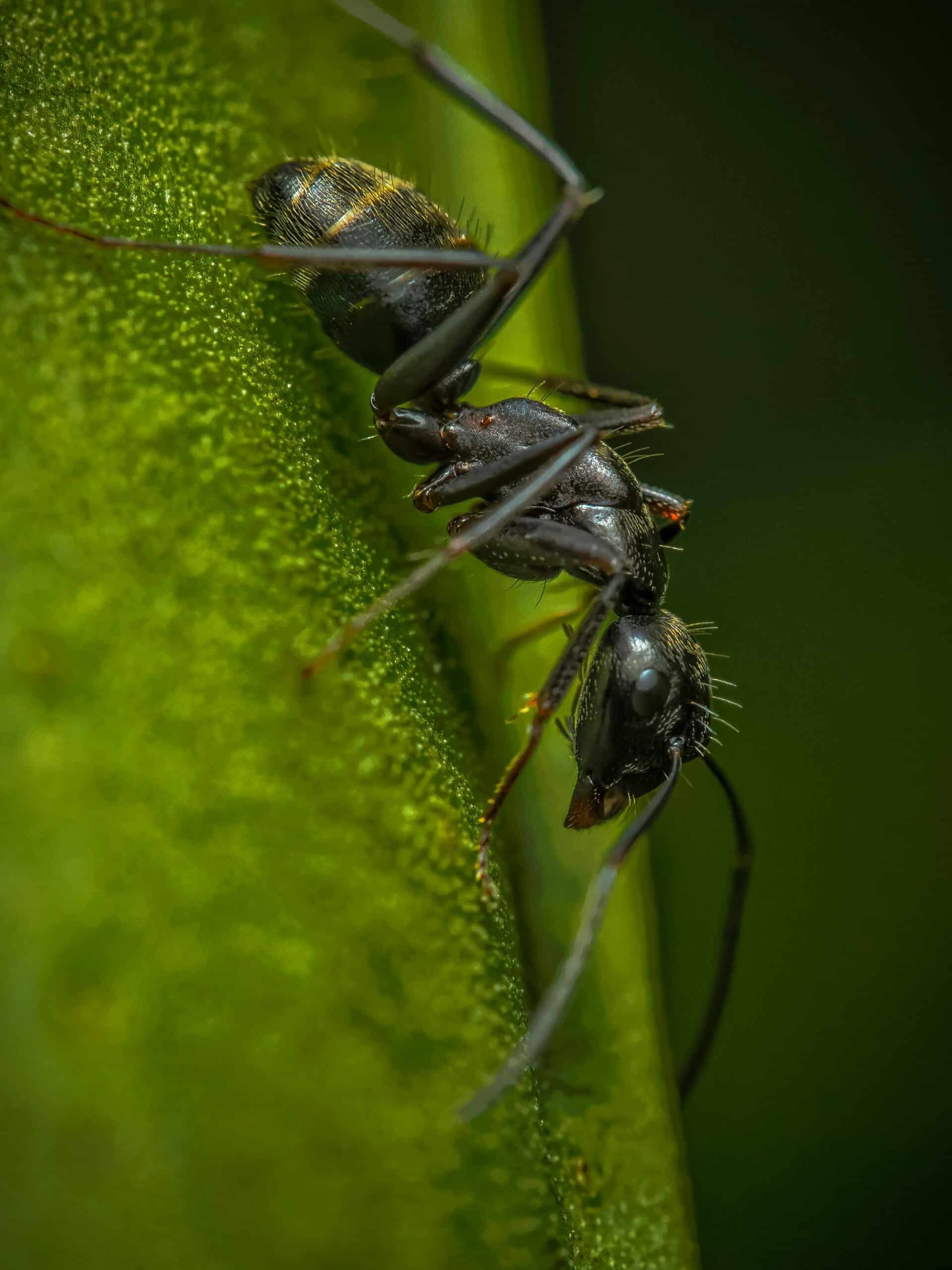 Carpenter ants