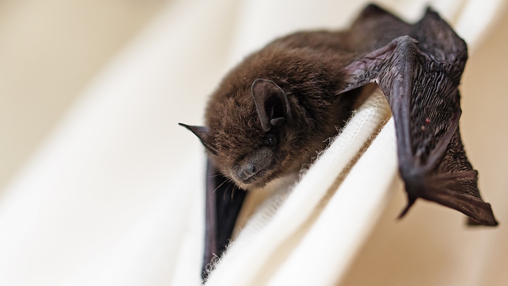 Bat Removal in Mount Dora - Critter Control of Lake County