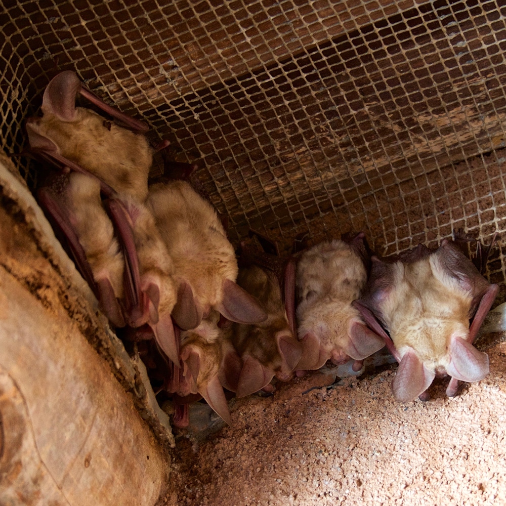 Bat In Your Home Good Or Bad   Bats In Attic 