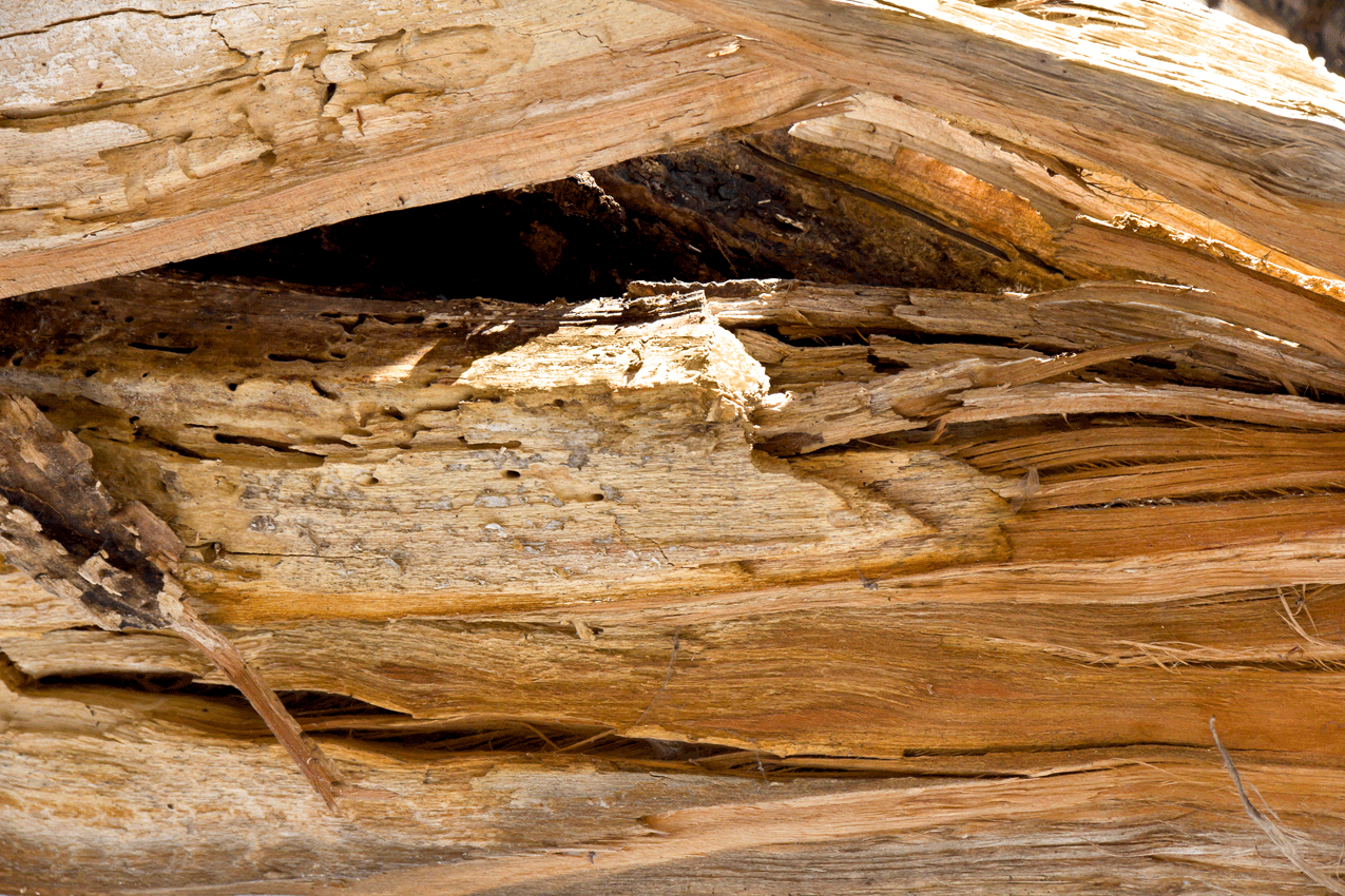 Wood damage from carpenter ants