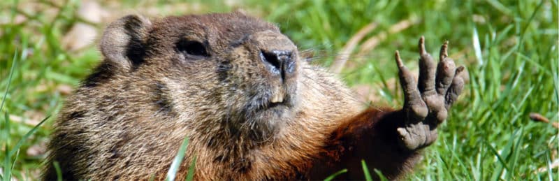 Groundhog Trapping & Removal Near Me | Woodchuck Pest Control