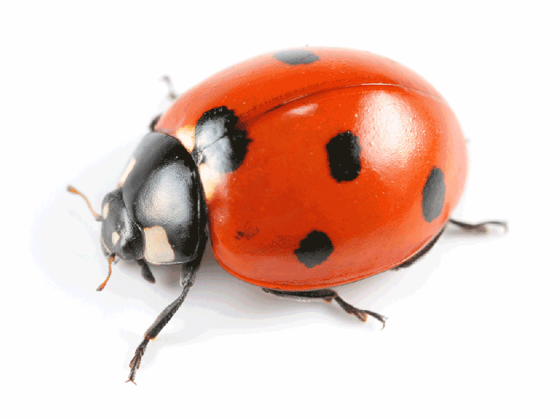 Ladybugs - Control, Extermination & Removal