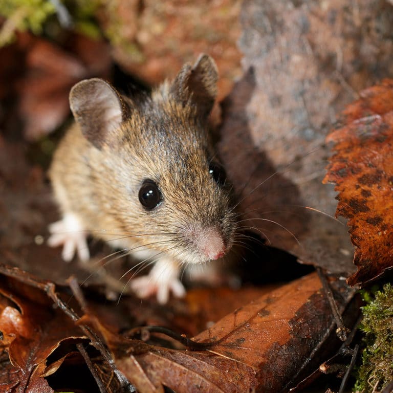 Pests Found in Leaf Piles - Dangers in Autumn Leaves | Modern Pest