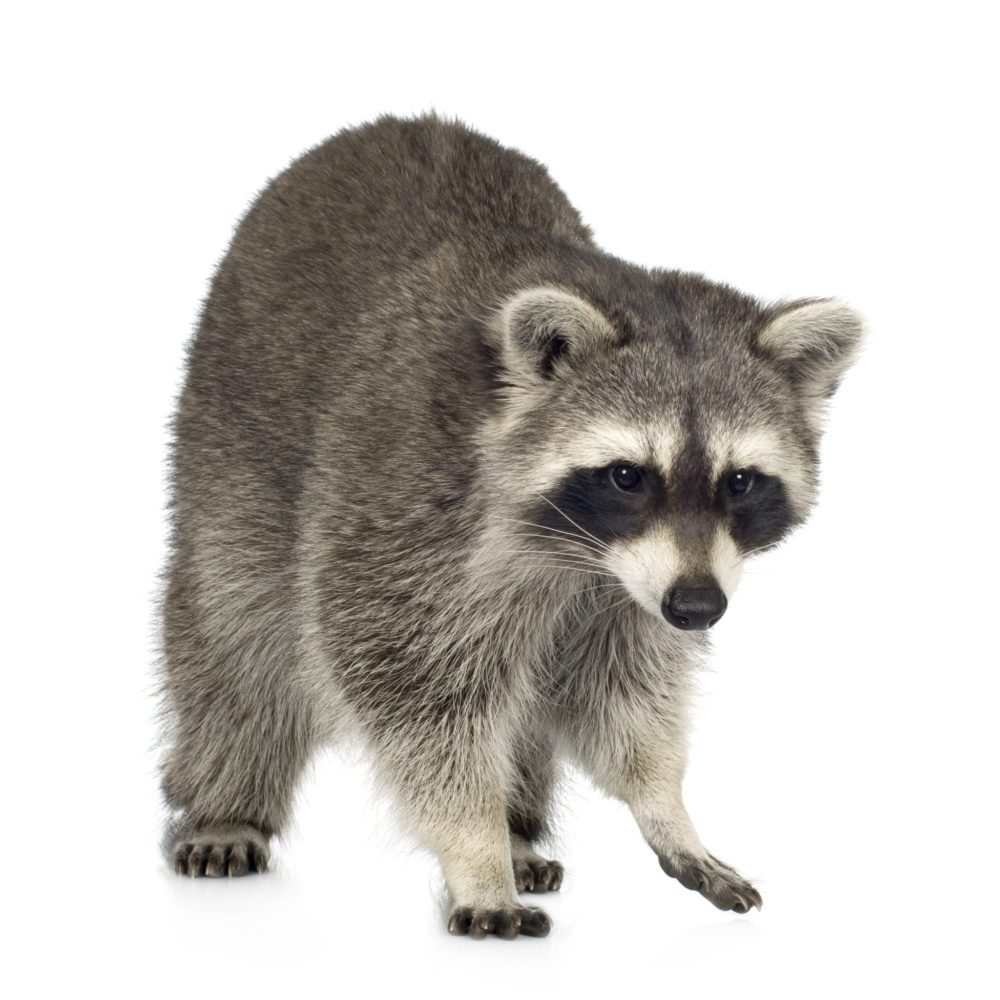 Signs of Raccoons in an Attic - Modern Pest