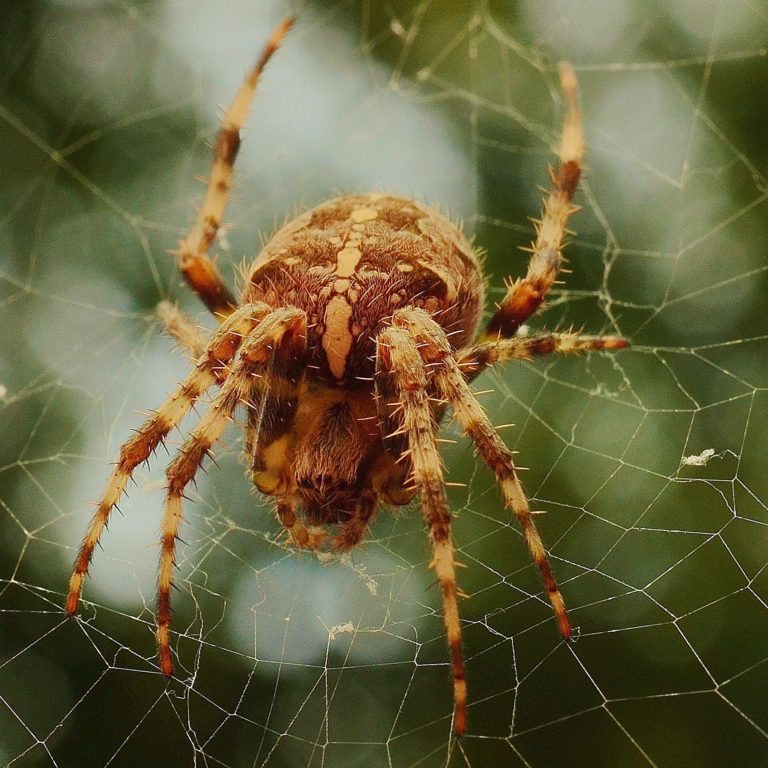 Spider Facts & Benefits - Spiders Role in the Ecosystem