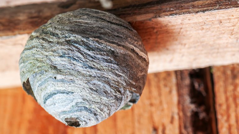 How to Remove Wasps Nests - Seasonal Wasp Prevention